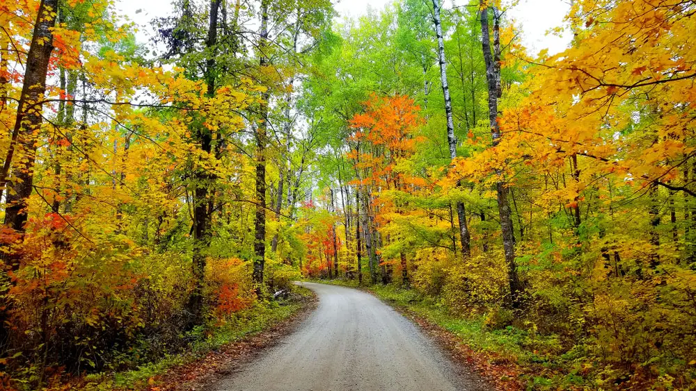Brilliant fall colors in "The Lost Forty," a unique and untouched natural area in northern Minnesota.