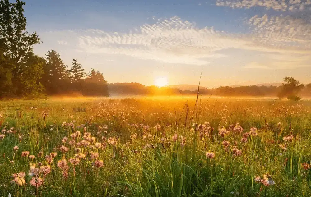 Peaceful sunrise over a meadow in Minnesota, with wildflowers and mist in the morning light